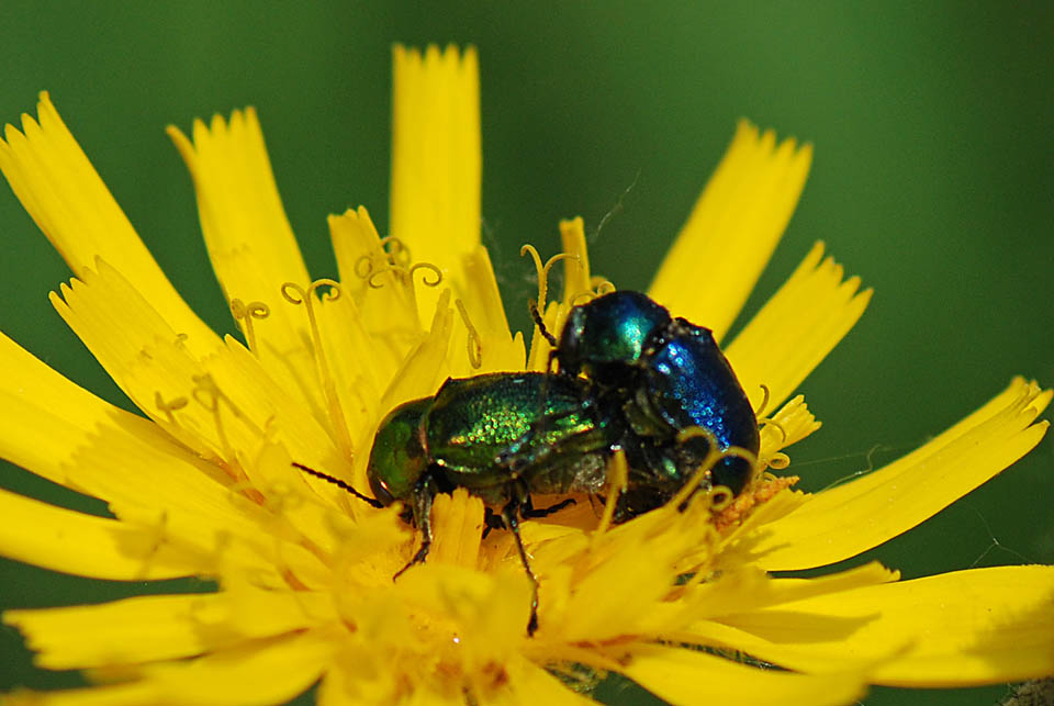 Femmina verde, maschio blu